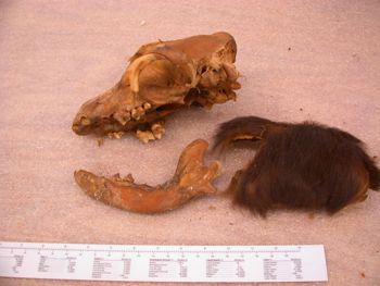 Media type: image;   Mammalogy 47444